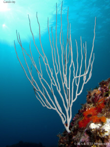 White gorgonian, Eunicella singularis. Calanques de Cassi... by Bea & Stef Primatesta 